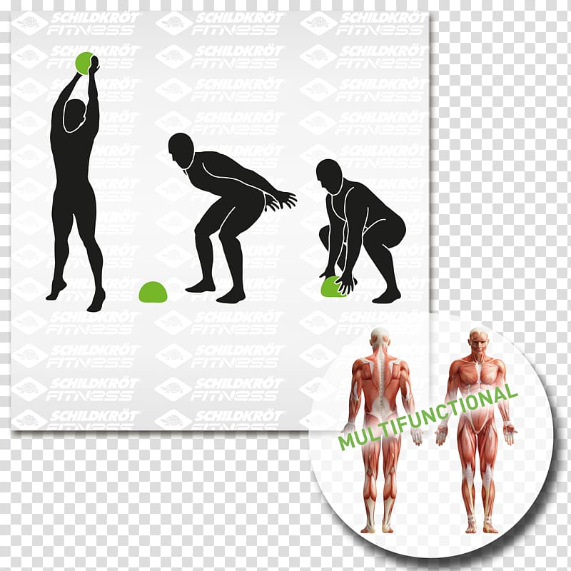 Anatomy Human body Rectus abdominis muscle Abdomen, yoga ball transparent background PNG clipart