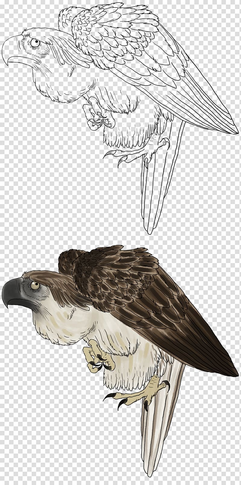 Bald Eagle Philippines Hawk Philippine Eagle White-tailed Eagle, enlarged drawing transparent background PNG clipart