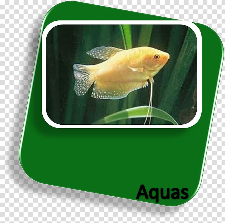 Goldfish Siamese fighting fish Aquarium Kissing gourami, fish transparent background PNG clipart