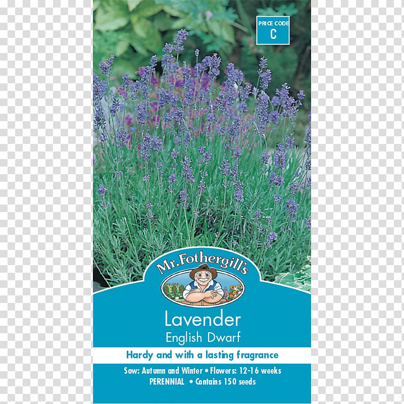 English lavender French lavender Shrub Seed Flower, English Lavender transparent background PNG clipart