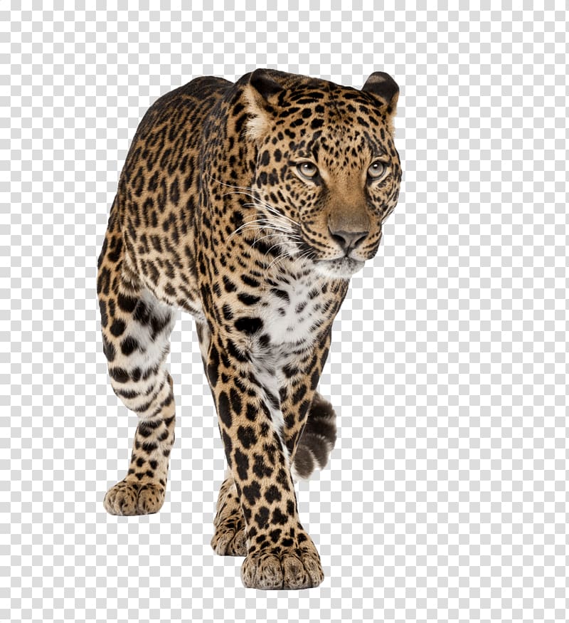 leopard animal, Leopard Walking Front transparent background PNG clipart