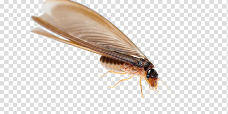 Termite Ant Cockroach Insect Nuptial flight, cockroach transparent background PNG clipart