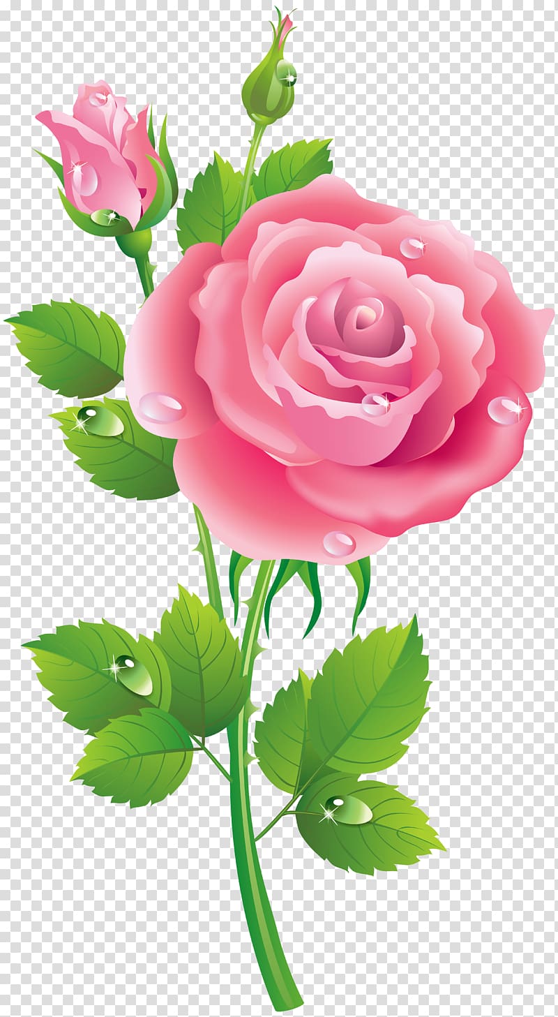 Garden roses Music Centifolia roses , playful transparent background PNG clipart
