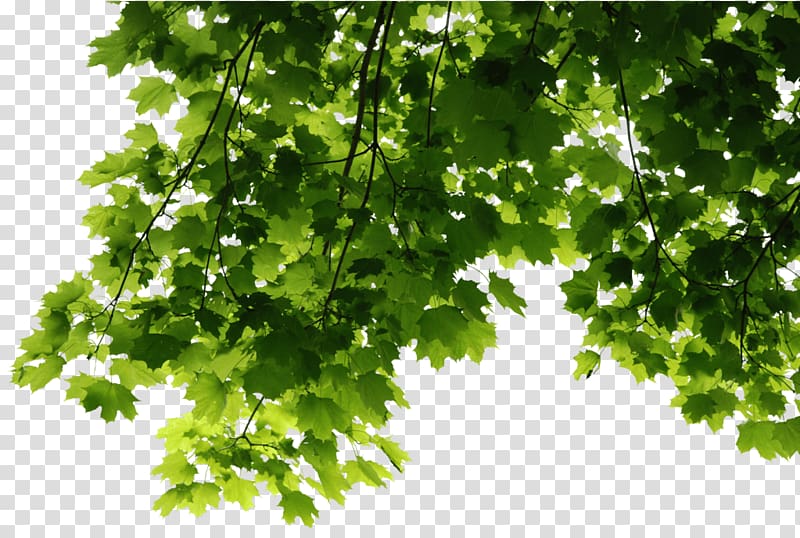 green leafed tree illustration, Leaves Corner transparent background PNG clipart