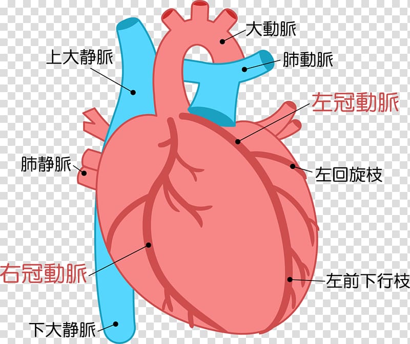 Heart Acute myocardial infarction Cardiology Disease, heart transparent background PNG clipart