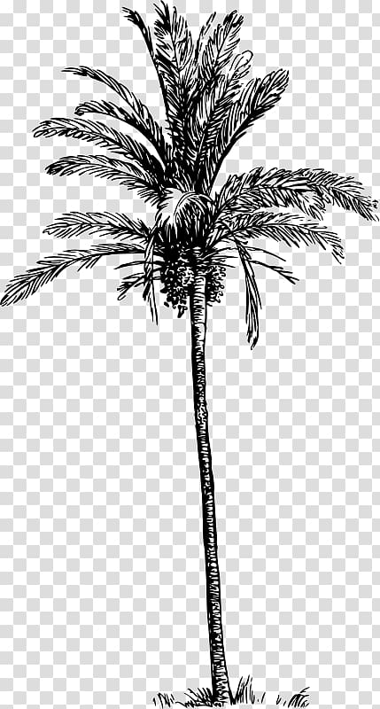 Asian palmyra palm Babassu Arecaceae Date palm Tree, dates palm transparent background PNG clipart