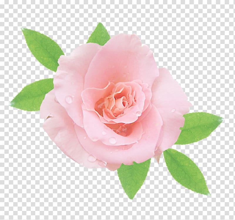Garden roses Cabbage rose China rose Floribunda Pink, sea gul transparent background PNG clipart