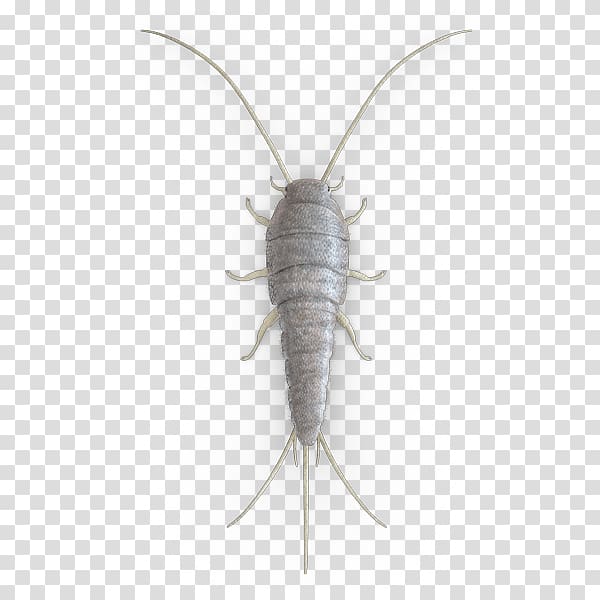 Pest Control Insect Moth Silverfish, insect transparent background PNG clipart