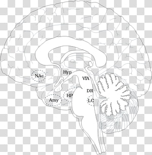 Brain Computer Icons Portable Network Graphics Human head Ear, Brain transparent background PNG clipart thumbnail