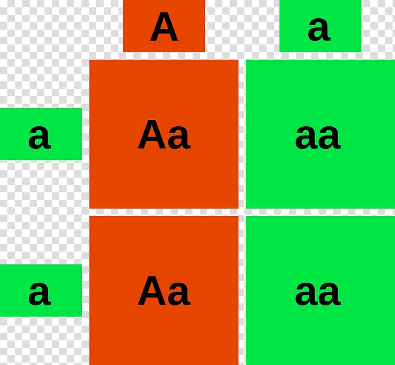 Punnett square Biology Genotype Dominance Phenotype, Punnett Square transparent background PNG clipart