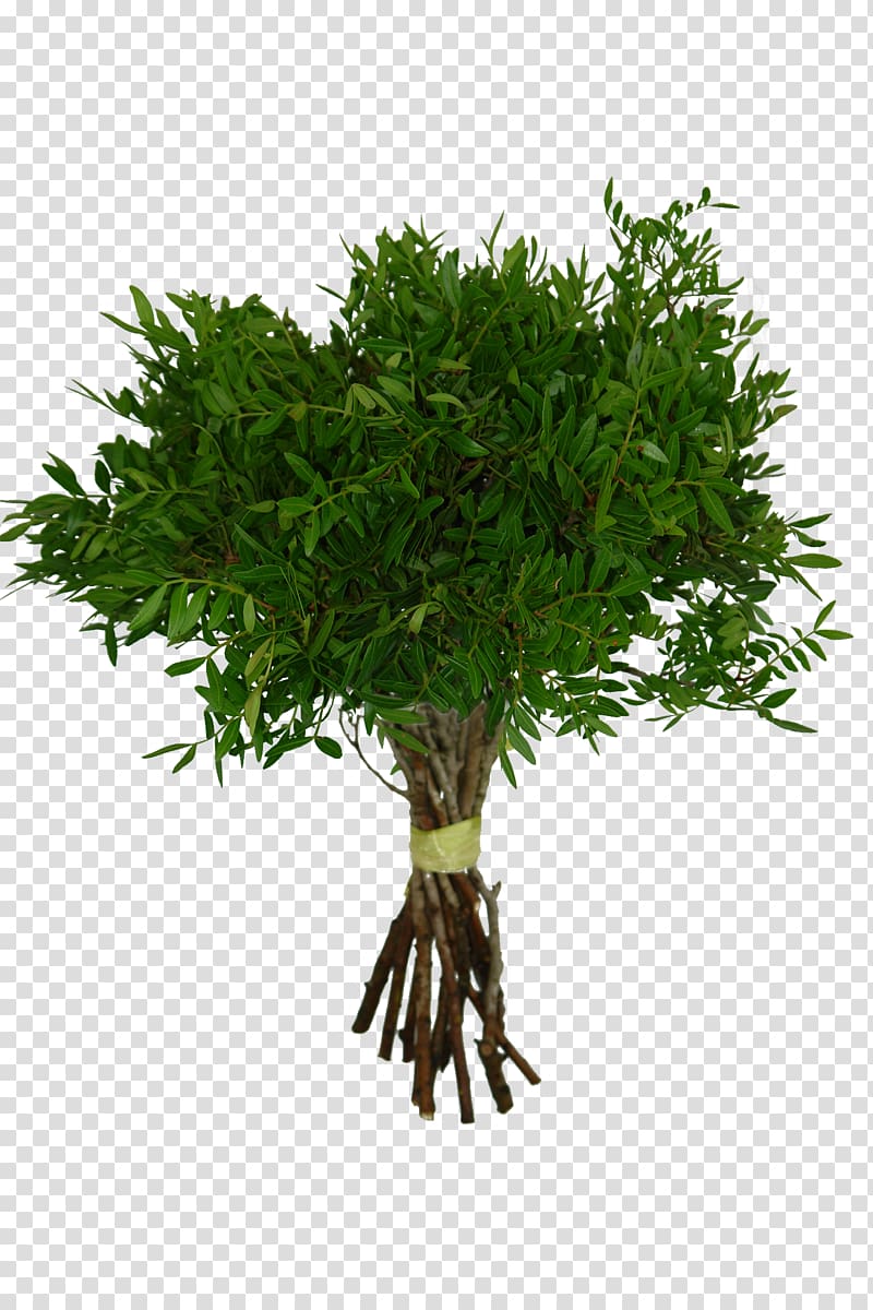 Herb Pistachio Arecaceae Tree Rafija palma, others transparent background PNG clipart