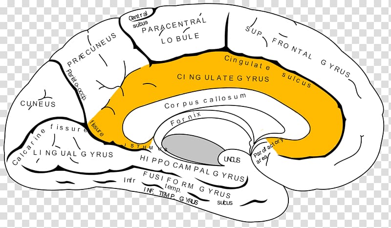 Anterior cingulate cortex Cerebral cortex Gyrus Corpus callosum, emotional transparent background PNG clipart