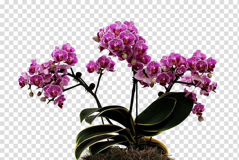 Flower Moth orchids, A group of hulk flowers transparent background PNG clipart