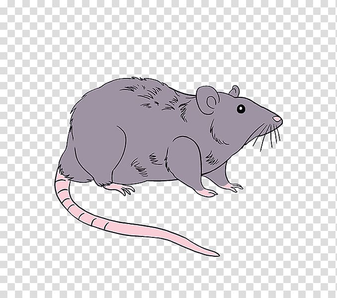 Rodent Mouse Drawing Brown rat Black rat, Rat & Mouse transparent background PNG clipart