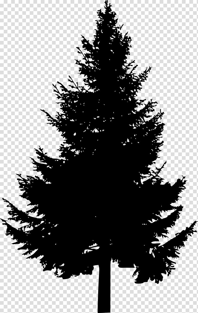 pine tree illustration, Pine Tree Silhouette , pine tree transparent background PNG clipart