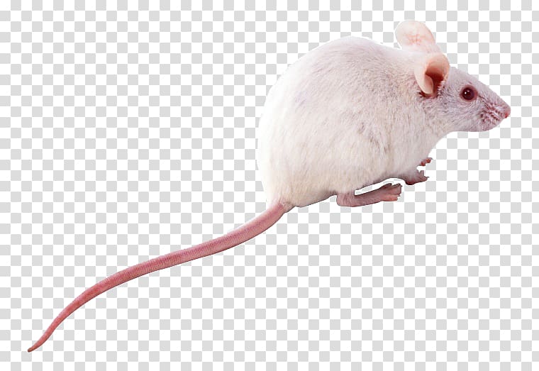 white mice transparent background PNG clipart