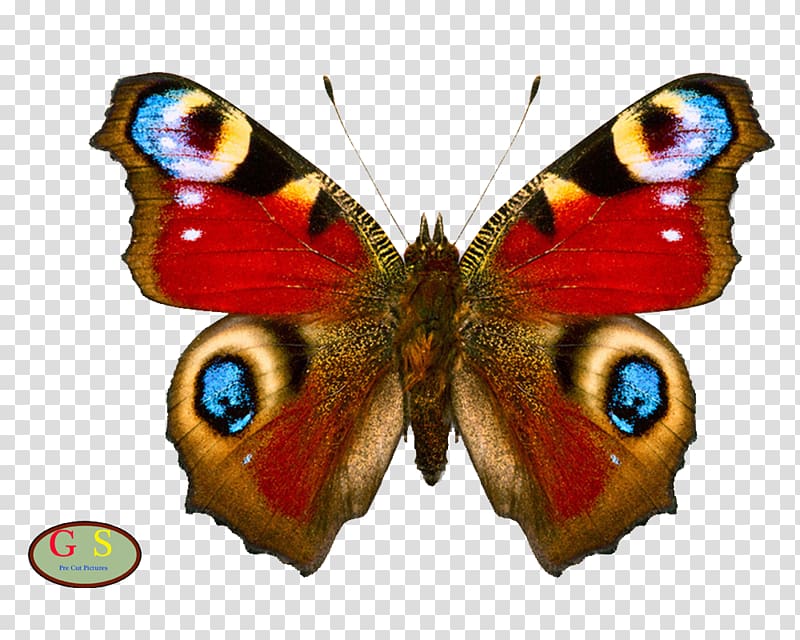 Monarch butterfly Red admiral Insect Limenitis arthemis, IT transparent background PNG clipart