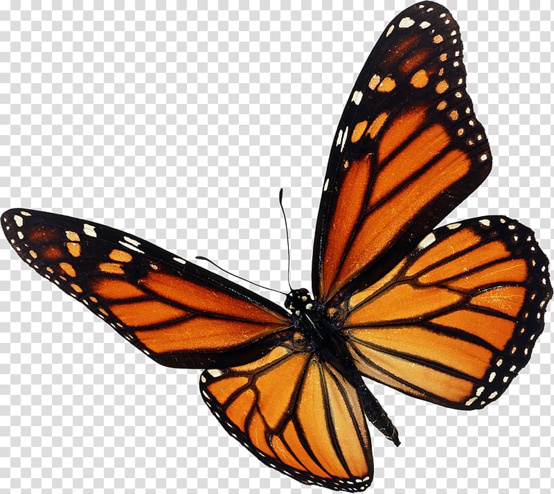 Monarch butterfly Insect , butterfly transparent background PNG clipart