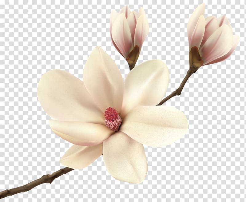 pink flowers, Southern magnolia Flower Magnolia fraseri Tree Floristry, White Spring Magnolia Branch transparent background PNG clipart