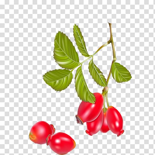 Tea Rose hip Dog-rose Berry, Red tomato transparent background PNG clipart