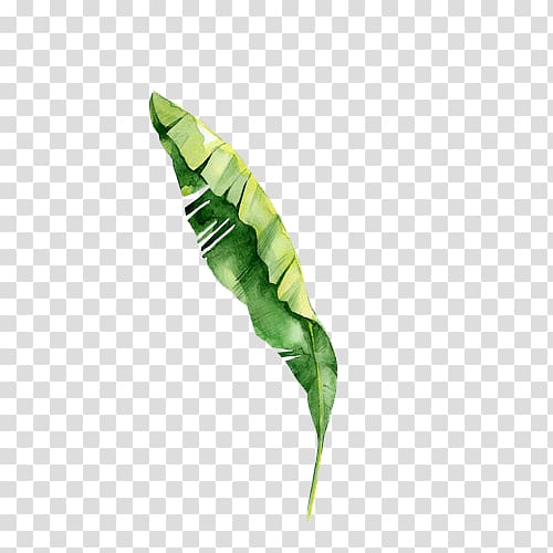 Tropics Tropical rainforest, Leaf transparent background PNG clipart