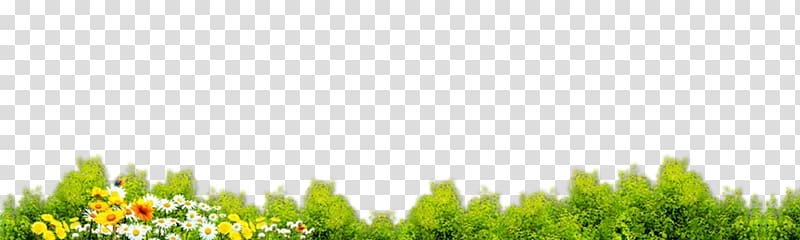 Lawn Energy Grasses Green , plant transparent background PNG clipart