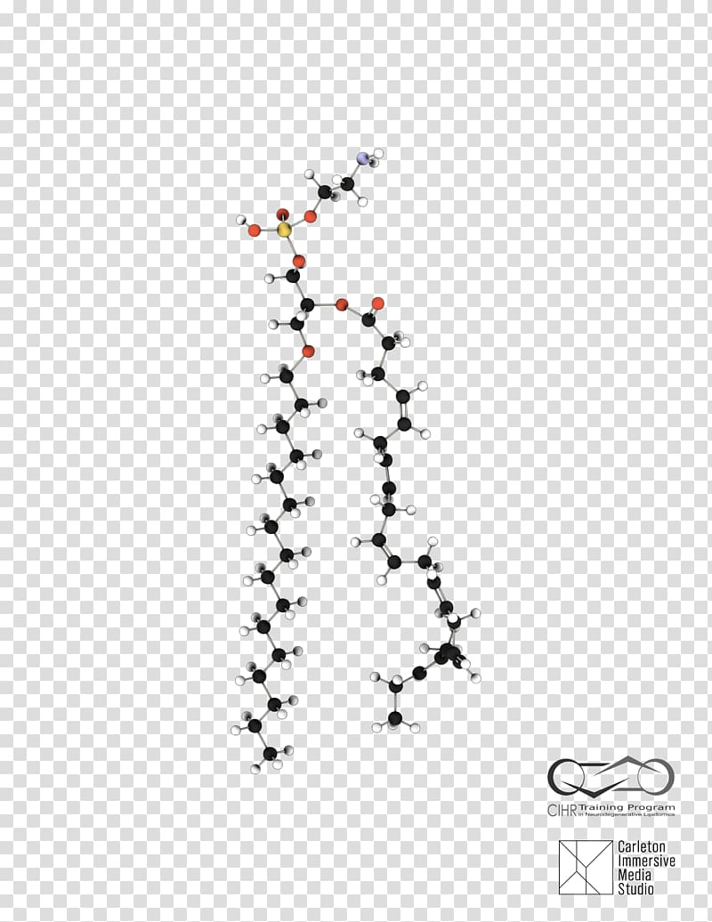 University of Ottawa Design Art Bird Glycerophospholipid, cocaine molecule ball and stick transparent background PNG clipart