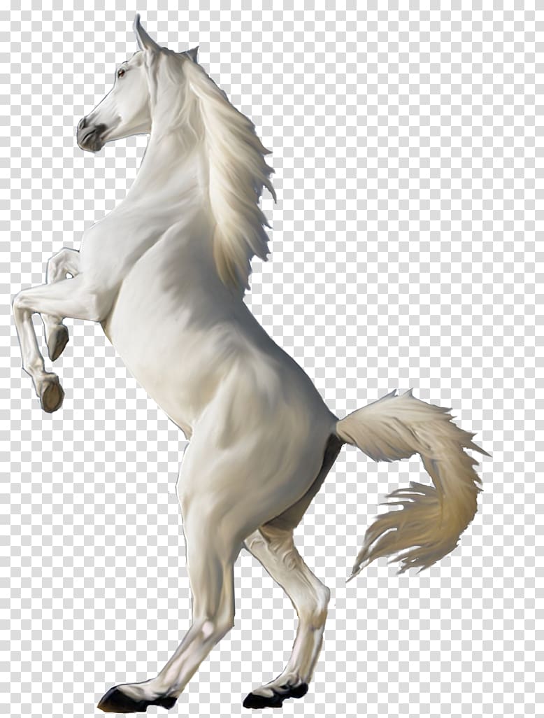 white horse art, Arabian horse White, White horse transparent background PNG clipart