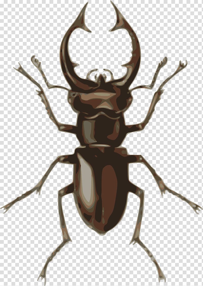 Stag beetle , beetle transparent background PNG clipart