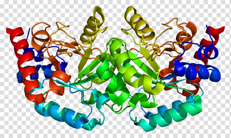 Uridine monophosphate synthetase Orotidine 5\'-monophosphate Orotidine 5\'-phosphate decarboxylase, others transparent background PNG clipart