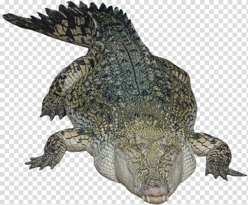 Crocodile transparent background PNG clipart