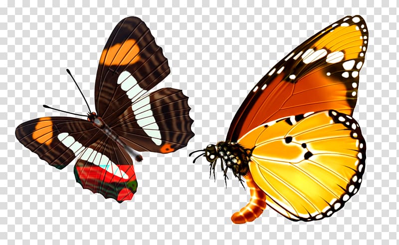 Butterfly Raster graphics, Black Butterfly transparent background PNG clipart