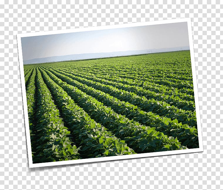 Soy milk Crop Genetically modified soybean Genetically modified organism, Genetically Modified Food transparent background PNG clipart