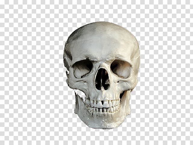 Skull CmapTools Bone, skull transparent background PNG clipart