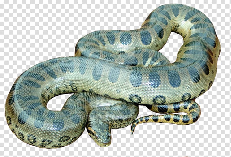 Snake Green anaconda , anaconda transparent background PNG clipart