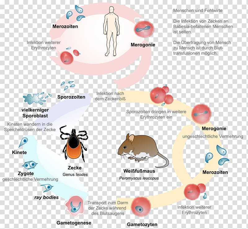 Babesiosis Lyme disease Babesia Parasitism Coinfection, Building Life Cycle transparent background PNG clipart