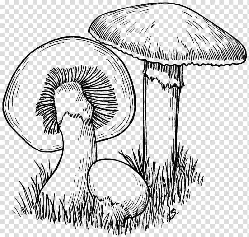 Common mushroom Drawing, mushroom transparent background PNG clipart