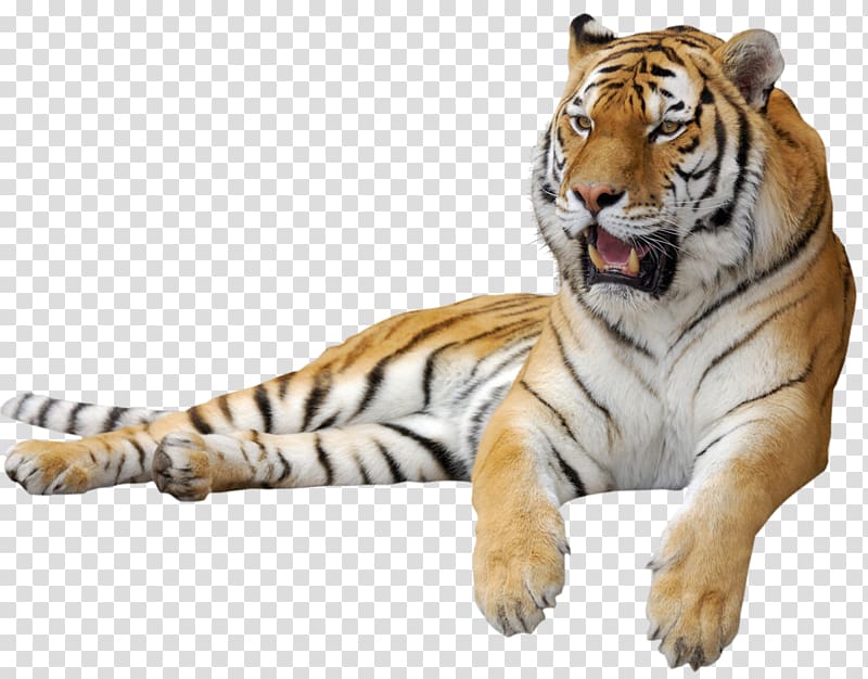 Tiger , Tiger transparent background PNG clipart