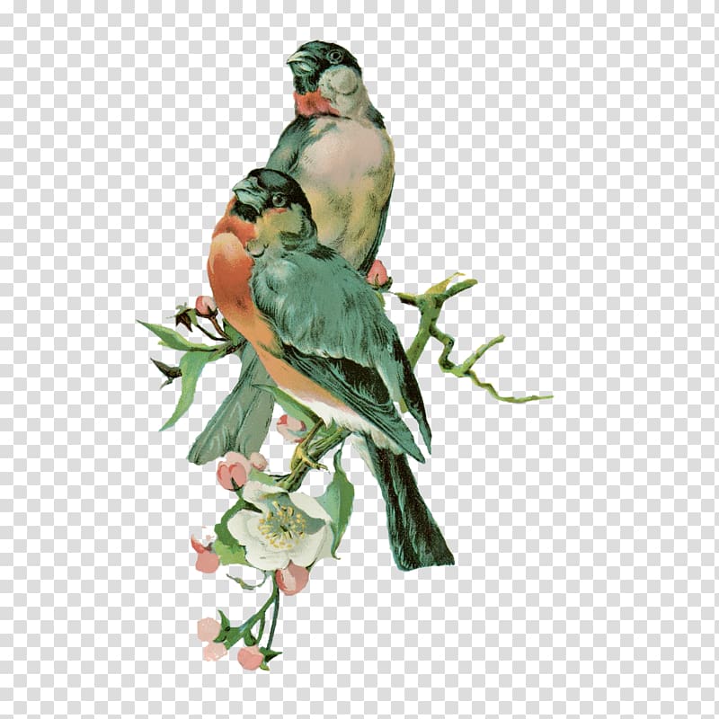 bird transparent background PNG clipart bird transparent background PNG clipart