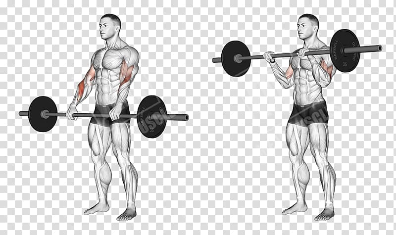 Biceps curl Barbell Exercise Dumbbell, arm muscle transparent background PNG clipart