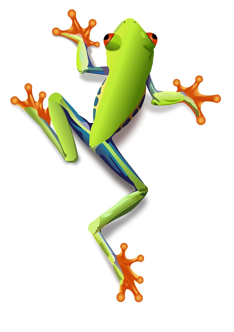 The Tree Frog Red-eyed tree frog , frog transparent background PNG clipart
