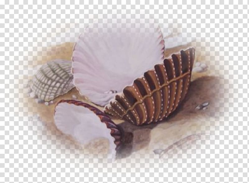 Mollusc shell Conchology Centerblog Fish, coquillage transparent background PNG clipart