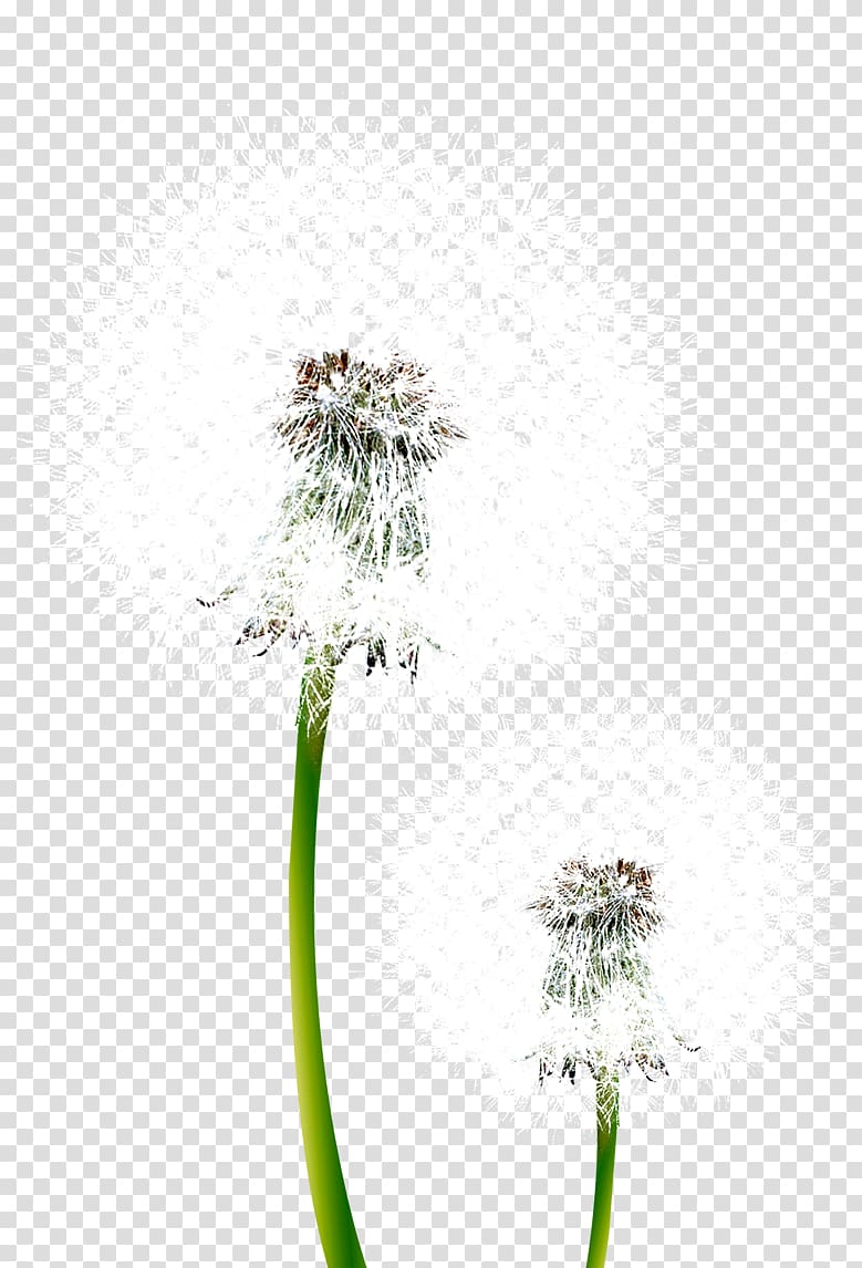 Common Dandelion Pissenlit Flower, flower transparent background PNG clipart