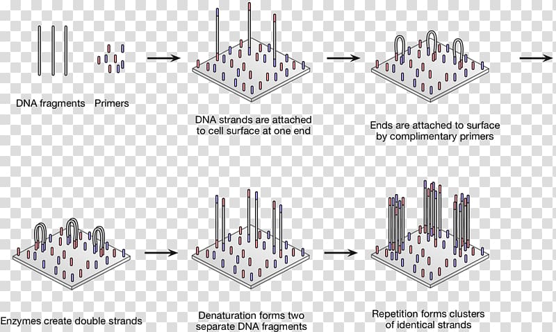 Polymerase chain reaction DNA sequencing Genetic testing, themselves transparent background PNG clipart