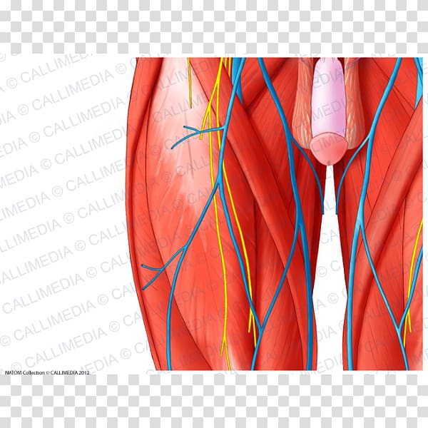 Anterior compartment of thigh Hip Muscle Nerve, others transparent background PNG clipart