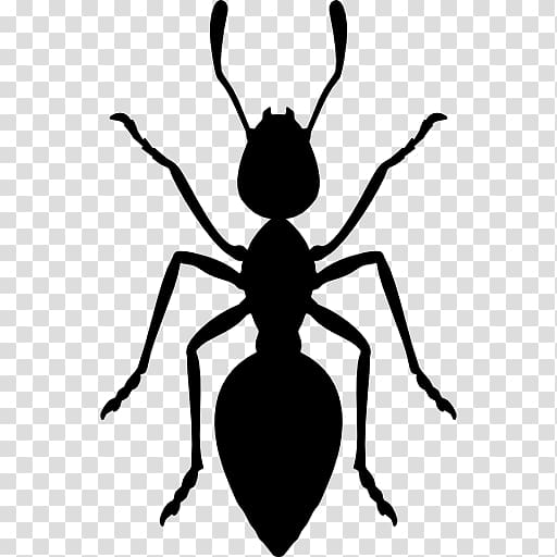 Ant , ants transparent background PNG clipart