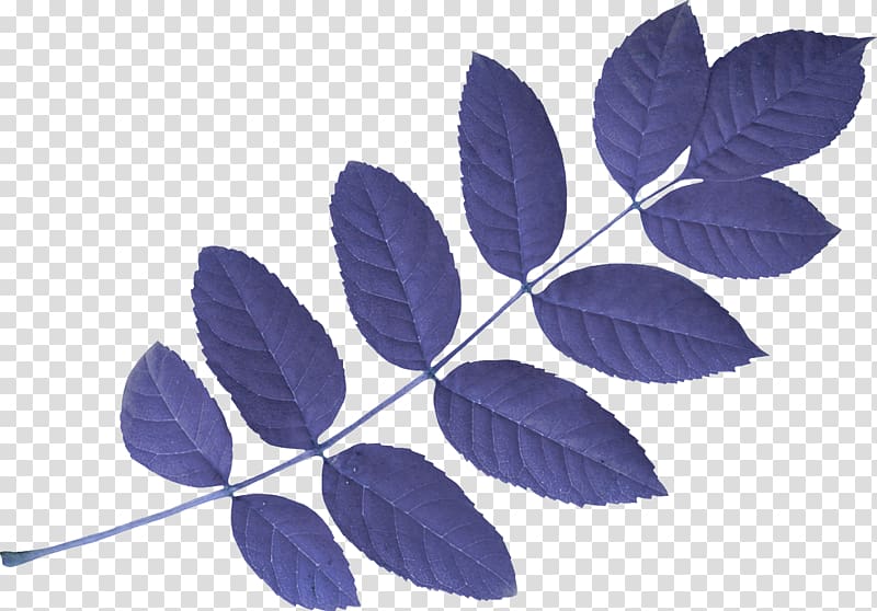 Maple leaf Acacia, Leaves transparent background PNG clipart
