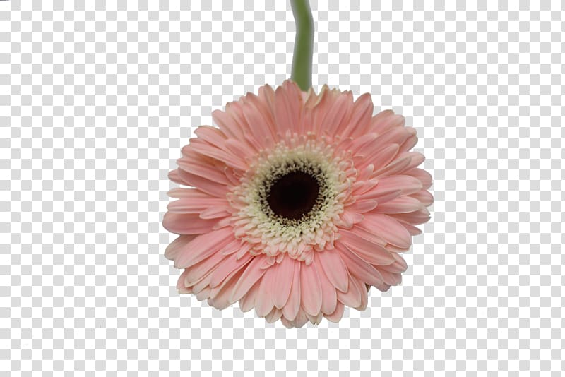 Cut flowers Transvaal daisy Daisy family Anthurium andraeanum, gerbera transparent background PNG clipart