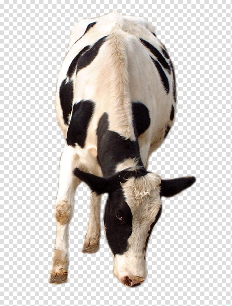 piebald cows transparent background PNG clipart