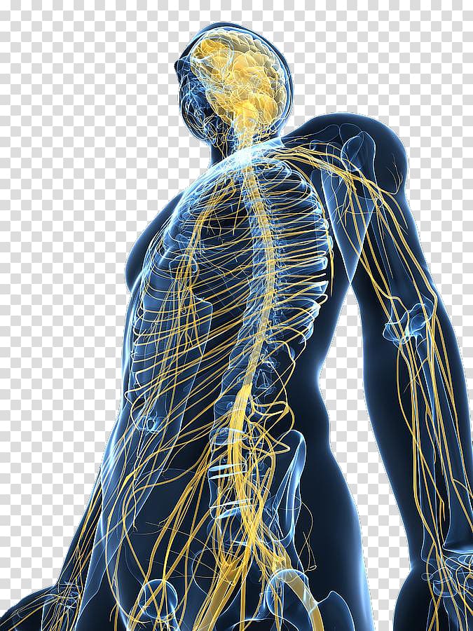 a review of the human body 's nervous system transparent background PNG clipart